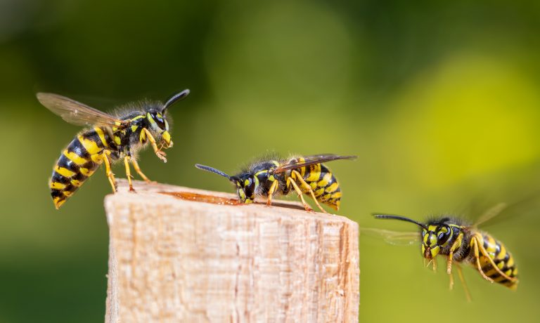 Wasps