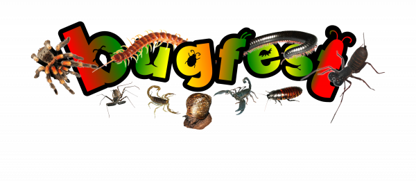 Bug Visits in School – Bugfest Ltd