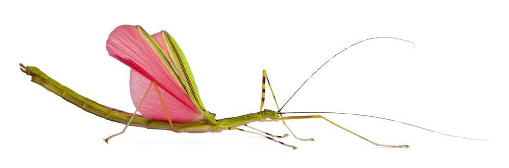 Introduction to Stick Insects - Bugfest Ltd