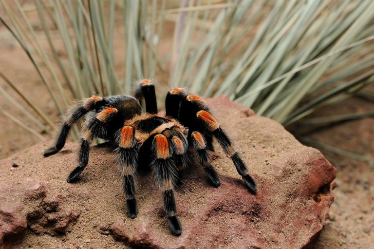 Mexican Red Knee Tarantula