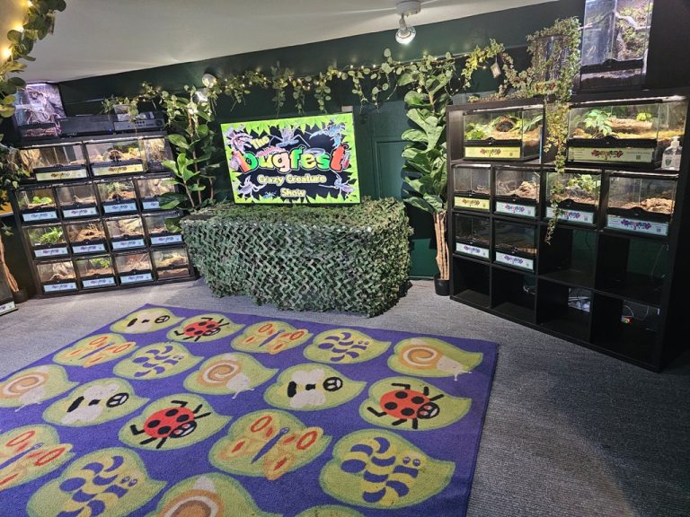 Liverpool Insect Room Bugfest Ltd – minibeast parties minibeast school visits bug parties bug ...