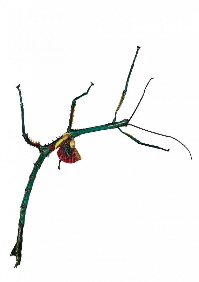 Introduction to Stick Insects